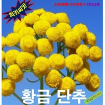(희귀씨앗) 황금단추 쑥국화 탄지(Tansy) 15 립