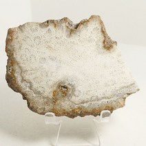 353g 돌산호목 화석 / 크리스탈 천연 원석 쇼핑몰 인테리어소품샵