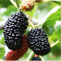 2022년 햇오디 5kg 급속냉동 오디 생과 토종오디 /6월 초부터 순차발송, 1개