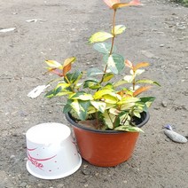 행복한꽃순이 황금마삭(소)