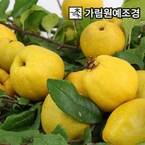 모과나무 모과 유실수 정원수 가림원예조경, 미인모과 접목1년 특묘, 1개