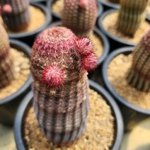 [해뜰다육] 자태양 다육식물 선인장, 1개