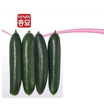오이씨앗 아시아미인 10립 오이종자, 10개