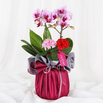 전국당일도착 카네이션 꽃바구니 생화 화분 꽃다발 선물 어버이날 스승의날 당일 꽃배달 서비스 (99플라워), 38.[H468]-존경의마음호접란(서울만배송)