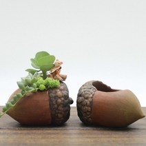 귀여운 도토리 다육화분.진바스, 화분+다육식물추가