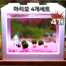 (유성플랜트디자인) 마리모 세트 1cm 4개무료
