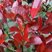 묘목/홍가시 레드로빈( H1.0m 내외 / 포트) 2개 W450