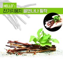 수초-잔가지뭉치 골든 나나 활착-열대어 어항 수족관 수중식물, 없음