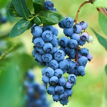 블루베리 2년생 포트 / 오닐 / 아파트 베란다에서도 키움 / 안토시아닌 듬뿍, 1개