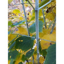 강원도 오대산 벌나무잔가지 1kg 효능 복용법, 벌나무잔가지(건조)1kg, 1개