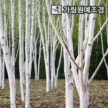 자작나무 백자작 조경수 가림원예조경, 잭큐몬티 자작나무 키120cm 4치장포트(10개세트)