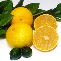 제주 황금향 (중과) 10kg 53~64과 / 가정용 / 제주직배송, 1개