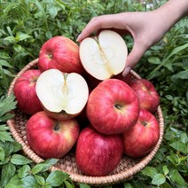 경북 햇홍로 홍로사과 꿀사과 2kg 3kg 5kg 안동 청송, (정품)홍로사과 꼬마과(14-16과) 2kg