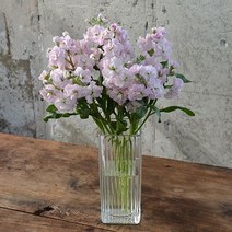 스토크 향이좋은꽃 생화택배 꽃다발 겨울꽃, 핑크톤