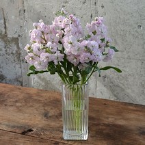 스토크 생화 비단향꽃무 겨울꽃 오래가는꽃 꽃경매출고 꽃다발, 핑크톤