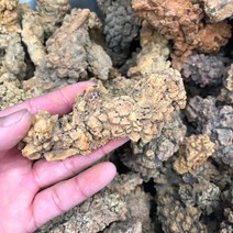 COPROLITE 화석 공룡 똥 표본 마다가스카르 1 피스