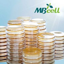 PCA (Plate Count Agar) Plate/ MBcell 미생물 배지/ 생배지-제조된 배지/ 일반세균 배양배지, 50Ea