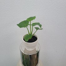 무배특가 도토리스팟 호프셀렘 셀럼 소품 15-25cm 93 9300 화분 토분 인기토분