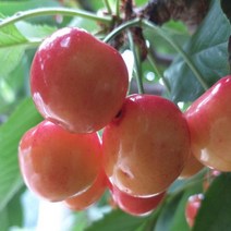 묘목/체리]레이니어 콜트대목]접목1년 KS062