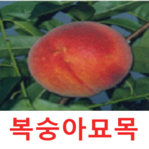 (성실G)경봉 백도복숭아나무묘목 접목1년(포트) 2그루