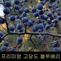 고씨네 특급 생블루베리 1kg 블루베리효능 블루베리, 특급 블루베리 생과 1kg