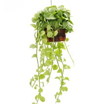 실내공기정화식물 틸란드시아 이오난사 디시디아 행잉플랜트, 15.그린(반볼), 02.디시디아