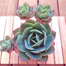 비취후리데 키우기 예쁜 다육4-70 랜덤발송, 단품, 1개