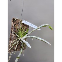덴드로비움 파리쉬 세룰레아 Dendrobium parishii var. coerulea, 1개