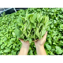 부지갱이 울릉도 부지깽이 나물 취나물 1kg 국내산 쑥부쟁이 햇, 4kg