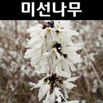 미선나무 묘목 키80cm(분) 5개/정원/공원/조경수