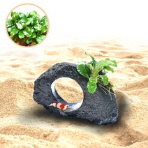 수초-화산석동굴 부세 활착-어항 수족관 수중식물/헬로아쿠아