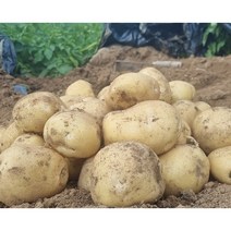강원도 두백 햇 감자 씨감자 분감자 쩌먹는 포슬포슬 알감자 조림감자 5kg 10kg, 두백감자(중80g~소50g)5kg, 1개