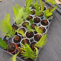 꽃백화점 미니소철 소품 공기정화식물 반려식물 15~25cm 49, 1개