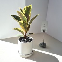 수채화고무나무 공기정화식물 미세먼지제거 실내 무늬 반려식물 - 인테리어 플랜테리어 개업화분 집들이선물, 독일토분-황토(받침 별도구매)