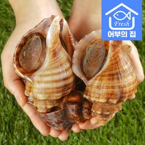 어부의집 제철 삐뚤이 소라 1kg, 삐뚤이소라 대 1kg(5-10마리), 1개