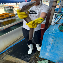 국내산 대왕 바다장어 1kg 2-3미 아나고 붕장어 통영 장어 장어구이, 바다장어 1kg x 1