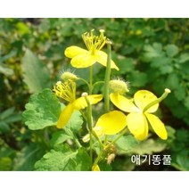 꽃씨앗 애기똥풀 (50립) -이년초 종자씨앗 야생화 씨앗모음