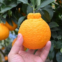(담아팜) 최상품 꿀당도 한라봉 3kg 5kg 10kg, 한라봉 5kg 중과 (14-16과) 벌크포장