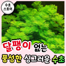 [수초스토어] 검역 그린 카붐바 5촉 / 구피 새우 어항 수초 쉬운 예쁜 은신처 중경 후경 초보 풍성한 쉬운 은신처 흑사 붉은 무이탄 치어 베타 열대어