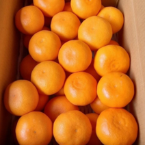 제주 천혜향 가정용 못난이 3kg 5kg 10kg 한라봉 레드향 선물 서귀포 농장, 5kg(중/25-33과)