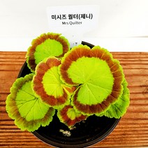 꽃나무팜 유럽제라늄 미시즈퀄터 제니 제라늄 소품 페라고늄 팬시 한개금액입니다