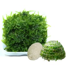 [바보사랑] 무결점 미니삼각 모스+플로팅 모스돔 1개 세트