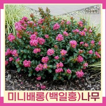 배롱나무 묘목 미니백일홍 삽목2년생 개화주 1개