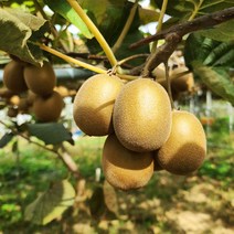 친환경 마음밭 국내산 친환경 무농약 골드 그린 키위 3kg 5kg 10kg, 골드키위 5kg