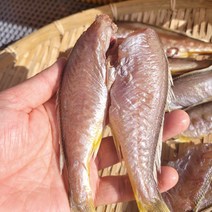 반건조 두절 참조기1kg(18~25마리)(평일 3시이전 주문시 당일발송 다음날도착)