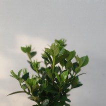 치자나무 소중품 25~40cm 45