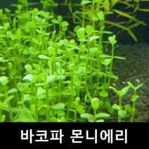 [수초몰] 바코파 몬니에리 / 초보자수초 자연수초 인기수초 초보수초 키우기쉬운수초 모스 수초맛집 수초전문 음성수초 모스 모스활착 수초전문, 3촉
