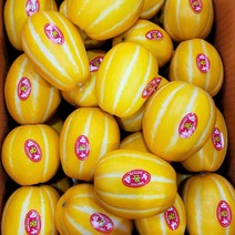 초특가 성주 꿀 참외 산지직송 가정용 10kg, 2.5kg 소과