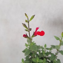 체리세이지 허브, 1개