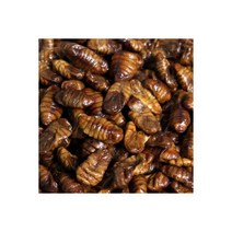 냉동번데기 생번데기 번데기 1kg 추억의 길거리대표 食